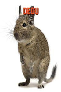 Degu