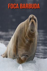 Foca barbuda