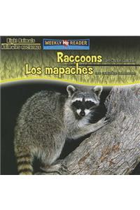 Raccoons Are Night Animals / Los Mapaches Son Animales Nocturnos