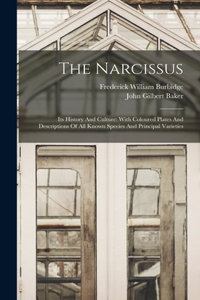 Narcissus