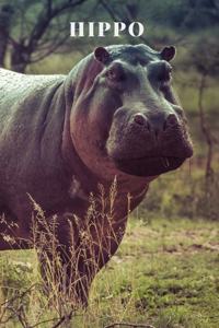 Hippo