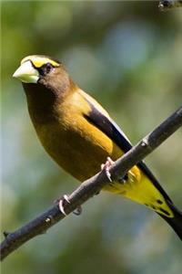 Evening Grosbeak Bird Journal