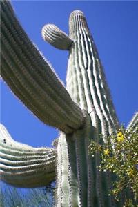 A Saguaro Cactus Up Close American Southwest Desert Journal