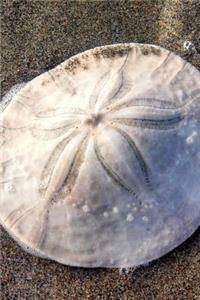 A Beautiful Sand Dollar on the Beach Sea Urchin Journal