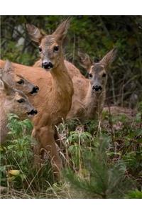 Deer