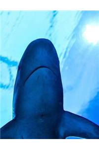 Sharks Notebook