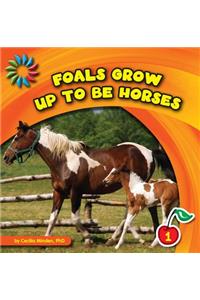 Foals Grow Up to Be Horses
