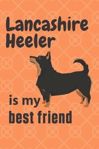 Lancashire Heeler is my best friend