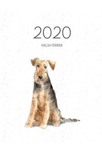 2020 Welsh Terrier