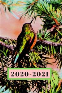 Little Green Hummingbird in a Pine Tree Dated Calendar Planner 2 years To-Do Lists, Tasks, Notes Appointments