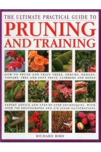 Ultimate Practical Guide to Pruning and Training