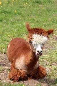 Cute Baby Llama in the Grass Journal