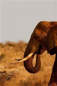 Elephant Notebook