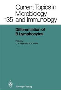 Differentiation of B Lymphocytes