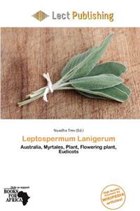 Leptospermum Lanigerum