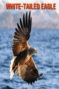 White-Tailed Eagle