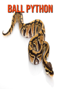 Ball Python
