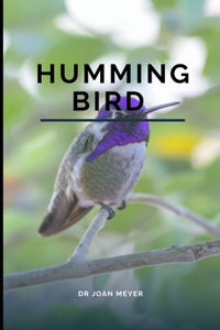 Humming Bird