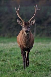 Nature notebook - best notebook with quotes, perfect 120 lined pages #10