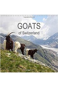 Goats of Switzerland 2017