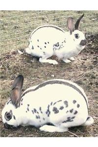 Rabbit and Cavy Culture