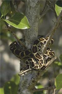 The Burmese Python Snake Journal