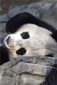 Sleeping Panda Journal