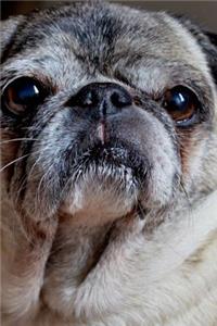 A Cute Pudgy Pug Dog Journal