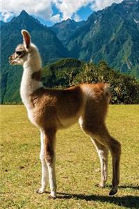 Yearling Lhama Journal