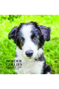 Border Collies Calendar 2020
