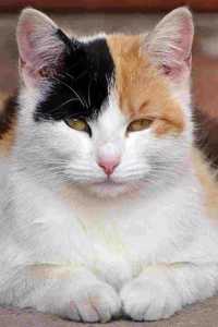 Calico Cat is Not Amused Journal