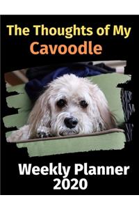 The Thoughts of My Cavoodle