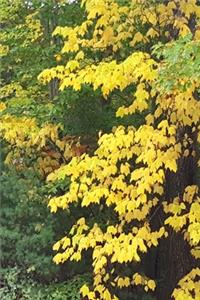 2020 Weekly Planner Fall Colors Leaves Turning 134 Pages