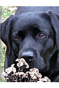 Black Labrador Puppy Notebook