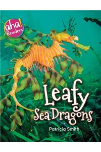 Leafy Sea Dragons