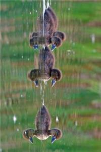 Tufted Duck Ducklings Journal