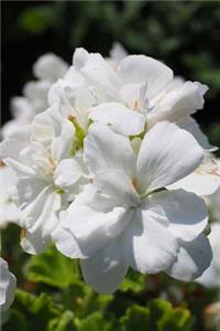 Beautiful White Geranium Flowers Growing in a Colorado Garden Journal