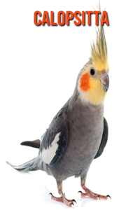 Calopsitta
