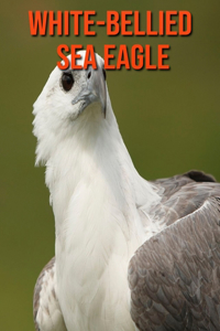 White-Bellied Sea Eagle