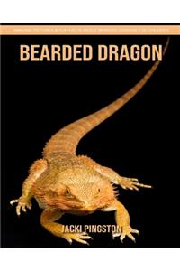 Bearded Dragon: Amazing Pictures & Fun Facts about Bearded Dragon for Children