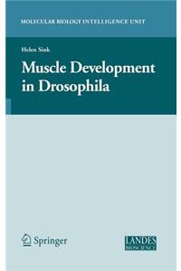 Muscle Development in Drosophilia