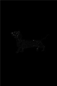 Dachshund