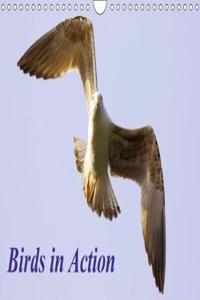 Birds in Action 2018