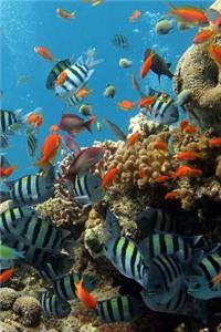 Reef Fishes (Journal / Notebook)