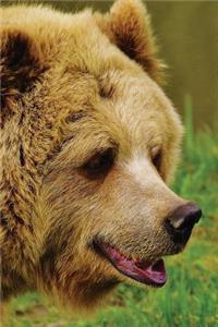 Bear Journal