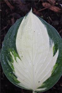 A Bright Green and White Hosta Leaf Foliage Journal