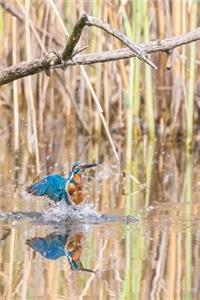 Kingfisher Notebook