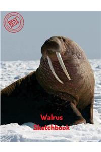 Walrus Sketchbook