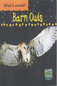 Barn Owls