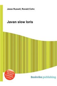 Javan Slow Loris